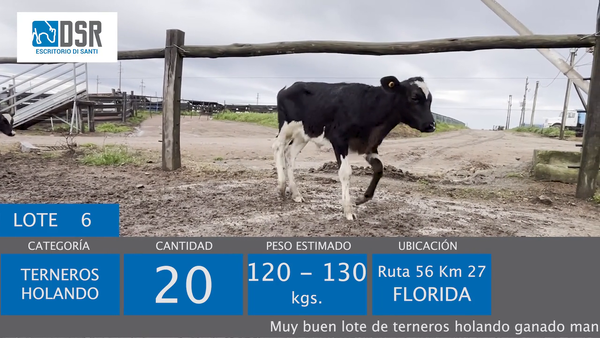 Lote Lote 6 - Ganado