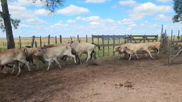 Lote 45 Novillitos