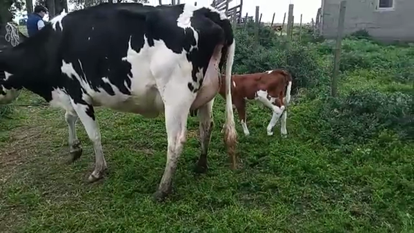 Lote 2 Piezas de cría HOLANDO 400kg - , San José