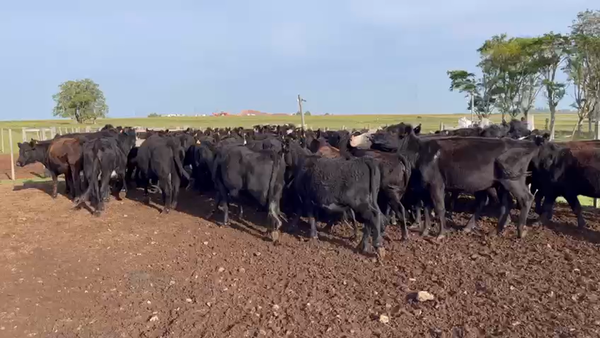 Lote VIENTRES ENTORADOS