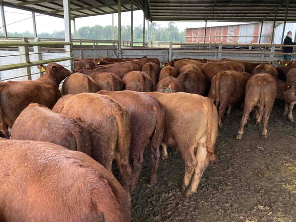 Lote 40 Ternero en Puerto Varas, X Región Los Lagos