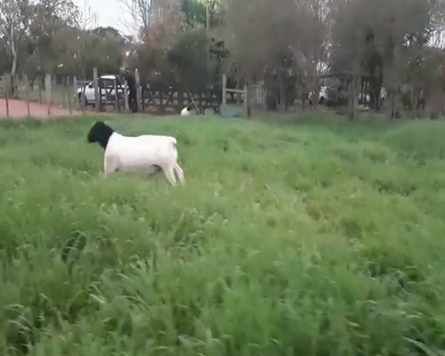 Lote Macho PP en Caaguazú