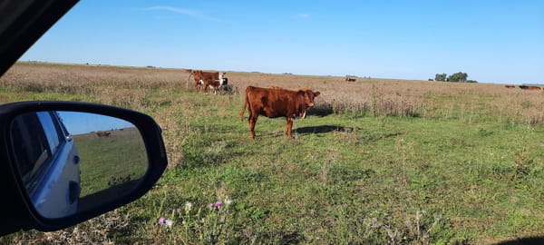 Lote 70 Terneros/as en Gral. Lamadrid, Buenos Aires