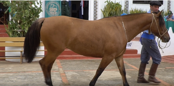 Lote CRIOLLOS EXPO INTERNACIONAL 2022 RP 2601 - LOTE 11