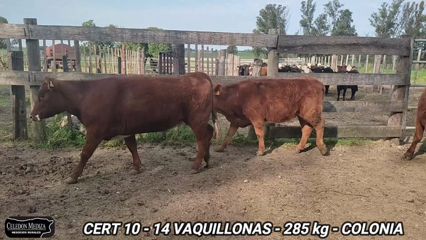 Lote 14 Vaquillonas 1 a 2 años en Campana, Colonia