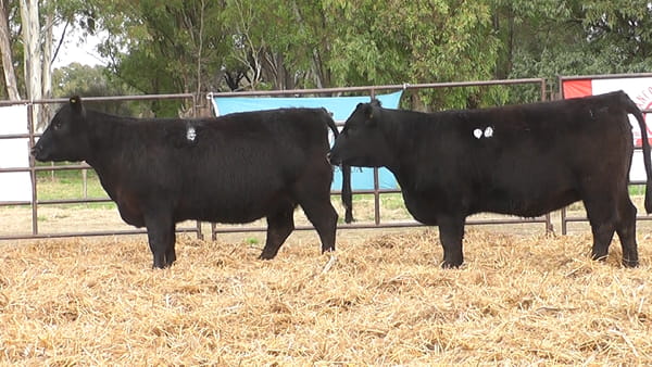 Lote VAQUILLONAS ANGUS PURAS DE PEDIGREE
