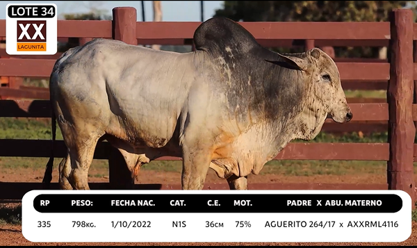 Lote LOTE 34