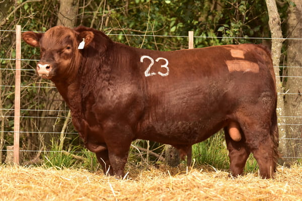 Lote TOROS ANGUS PC