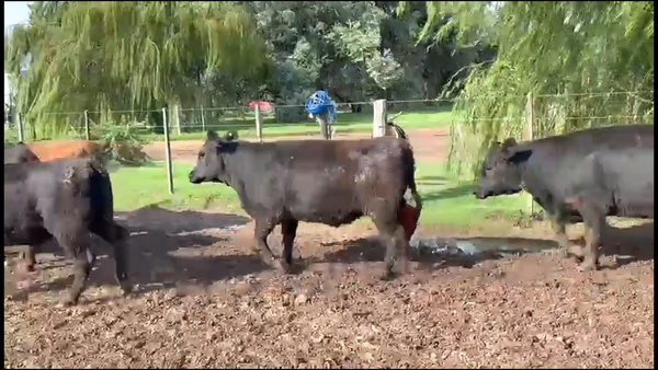 Lote 28 VAQUILLONAS ESPECIALES DE FEEDLOT