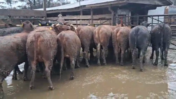 Lote 20 Vaquilla Gorda en Los Ángeles, VIII Región Biobío