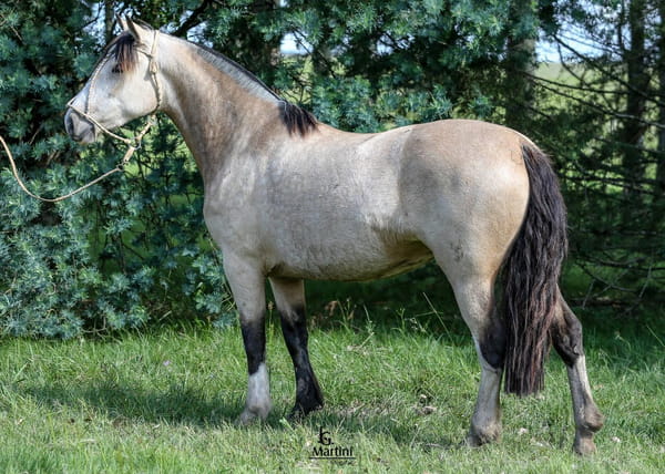 Lote Chirola Caraguatá