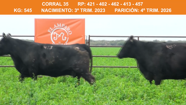 Lote VAQUILLONAS BRANGUS PREÑADAS  2023 EL AMPARO
