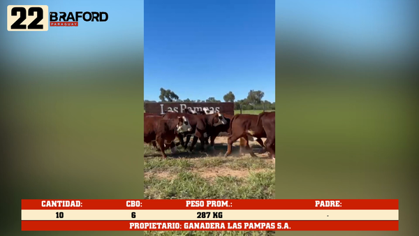 Lote LOTE 22