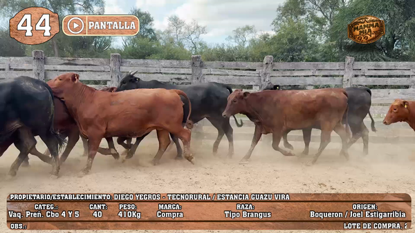 Lote LOTE 44 - POR PANTALLA