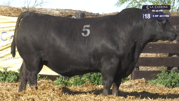 5 40178N — TOROS ANGUS PURO CONTROLADO