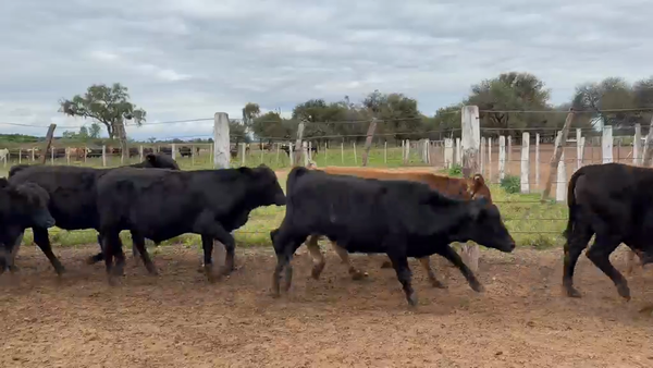 Lote 200 Novillitos en Salta, Salta