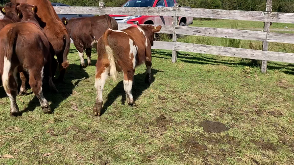 Lote 9 Ternero en Cisnes, XI Región Aysén