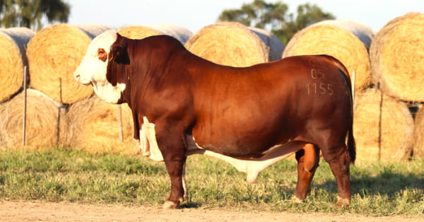Lote LOTE 24