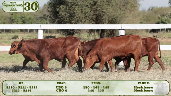 Lote LOTE 30