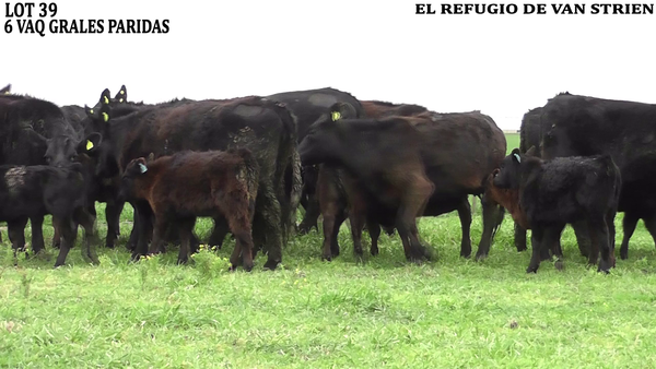 Lote VAQUILLONAS CON CRIA