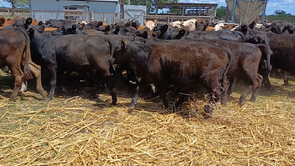 Lote 80 Terneros/as en Villaguay, Entre Ríos