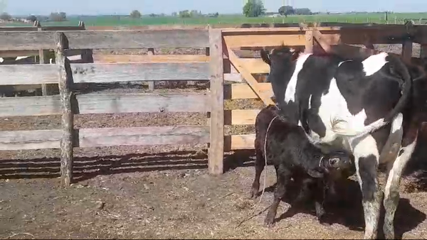 Lote (Vendido)2 Piezas de cría en AGRACIADA