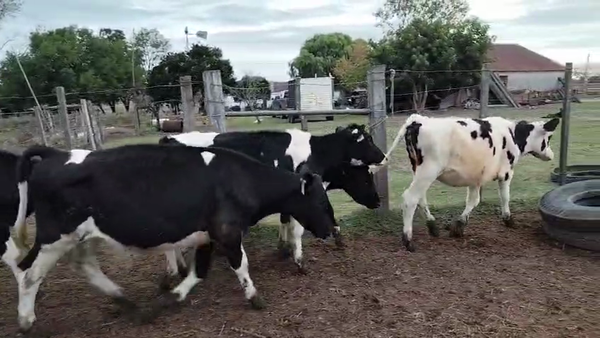 Lote 5 Terneras, San José