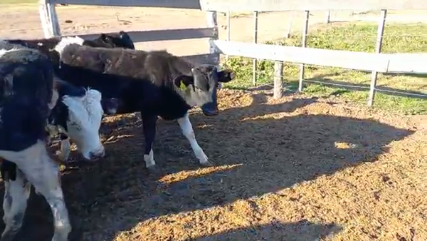 Lote 10 Terneros/as Holando Argentino en Porteña, Córdoba