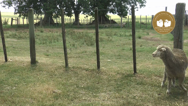 Lote Borregas Mo Sin Datos