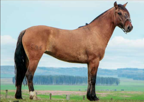 Lote BAMBINA 394 DE LA CASILLA