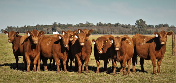 Lote Vaquillonas Angus PC Primavera