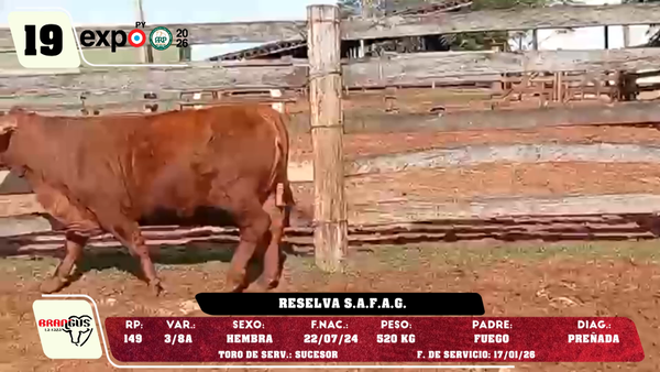 Lote LOTE 19