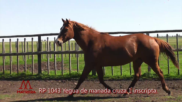 Lote MATRE TORNADAITA MR. RUFIAN