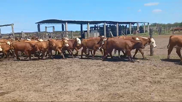 Lote 110 Vaquillonas