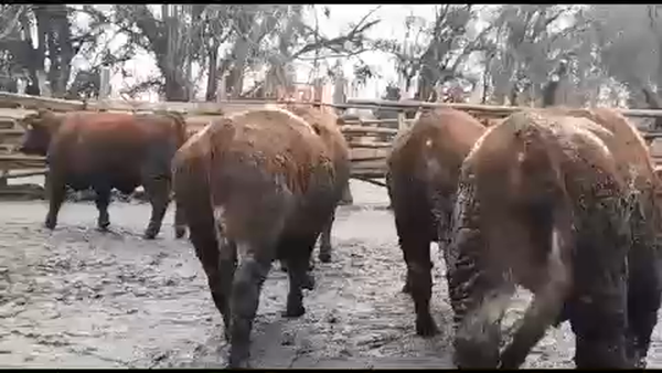 Lote 45 Novillo Gordo en VII  Región Maule, Linares