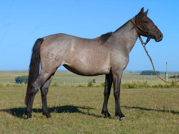 Lote Jubilosa del Cerro Grande