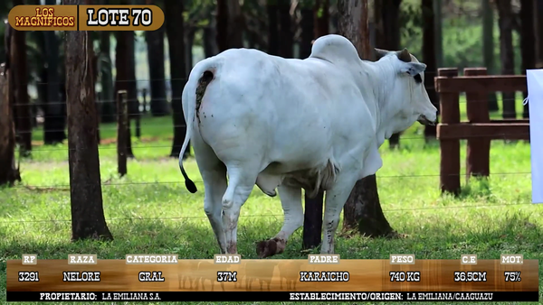 Lote LOTE 70
