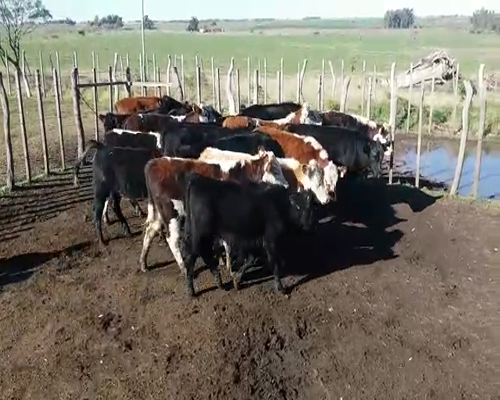 Lote (Vendido)20 Terneros 5NO - 1NO/ HE - 1NO/ CHA - 4AA/ HE - 9AA 220kg -  en VIBORAS Y VACAS