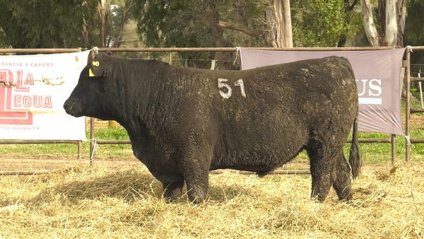 Lote TOROS ANGUS NEGROS  PC