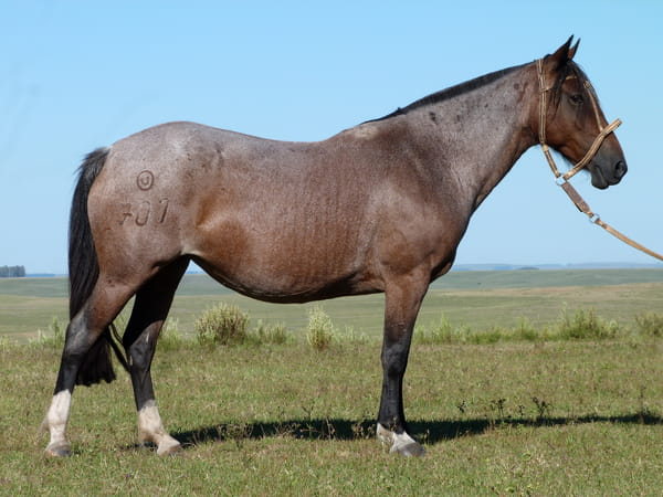 Lote Tarantela Salpay