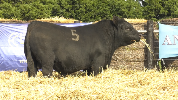 1 - 40004N — TOROS ANGUS PURO CONTROLADO