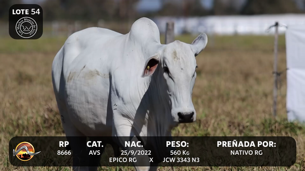 Lote LOTE 54
