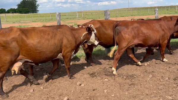 Lote 32 Vacas de invernar en Corrientes, Mercedes