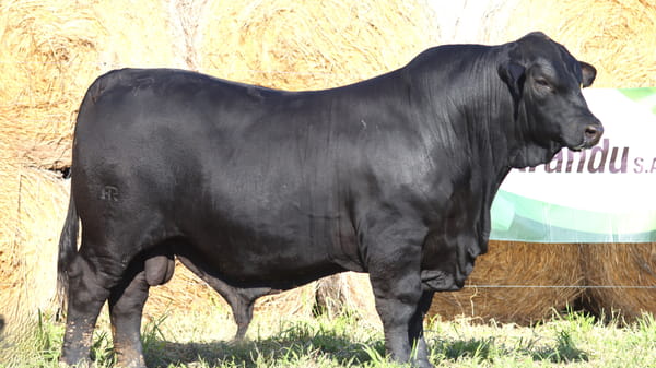 Lote LOTE 18