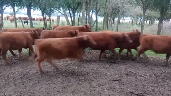 Lote 51 Terneros