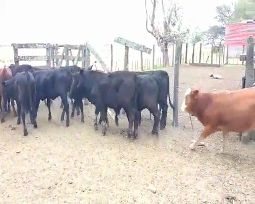 Lote 65 Terneros/as en Cnel. Du Graty, Chaco