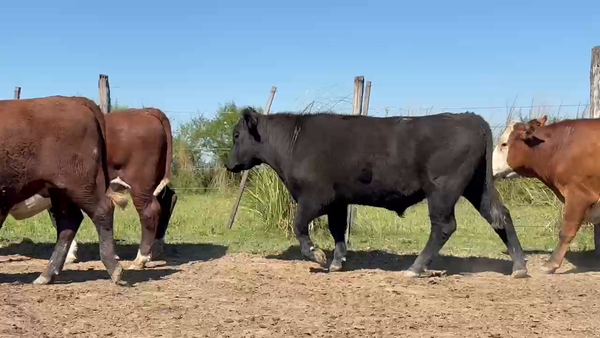 Lote 46 Novillos