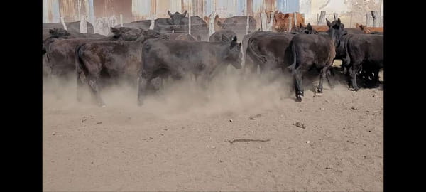 Lote 50 Terneros en Villaguay, Entre Ríos