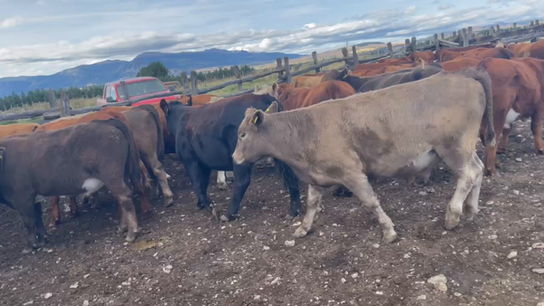 Lote 51 Novillo Engorda en Coyhaique, XI Región Aysén