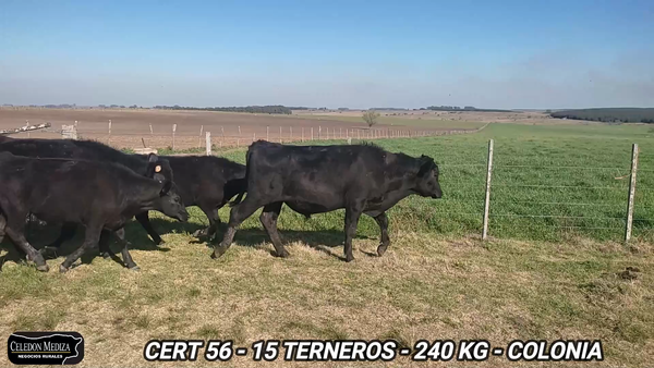 Lote 14 Terneros en Juan Jackson, Colonia